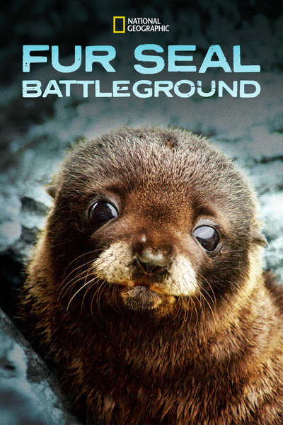 Póster de Fur Seals Battle for Survival