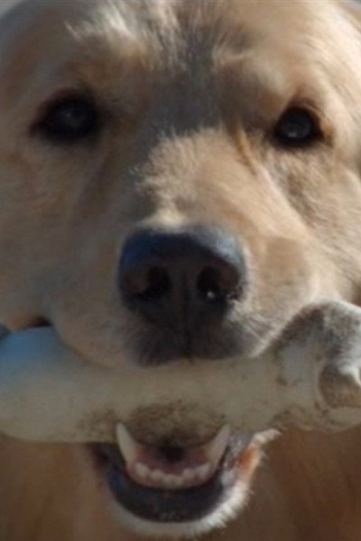 Póster de Good Boy