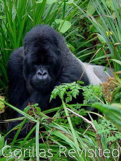 Póster de Gorilla Revisited with David Attenborough