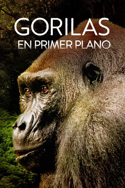 Póster de Gorillas Close Up