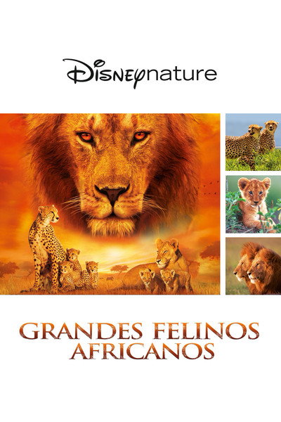 Póster de Grandes felinos africanos: El reino del coraje