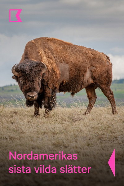 Póster de Grasslands: North America's Hidden Wilderness