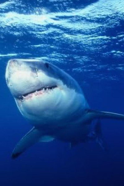 Póster de Great White Shark