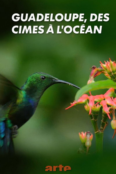 Póster de Guadeloupe, des cimes à l'océan