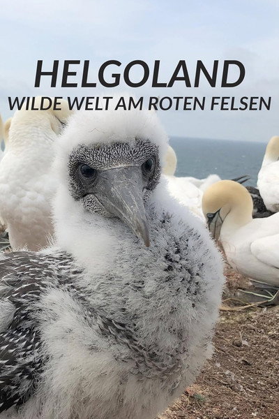 Póster de Helgoland - Wilde Welt am roten Felsen