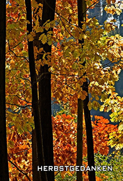 Póster de Herbstgedanken