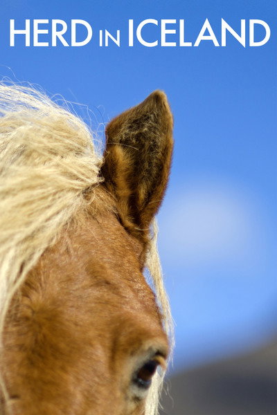 Póster de Herd in Iceland
