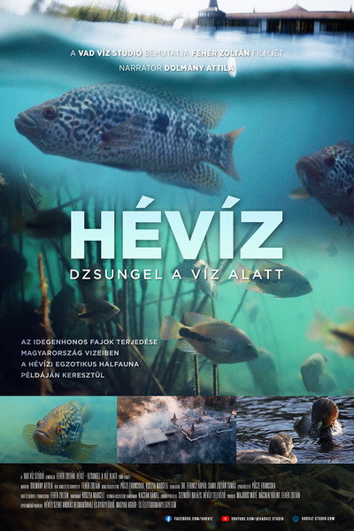 Póster de Hévíz: Dzsungel a víz alatt