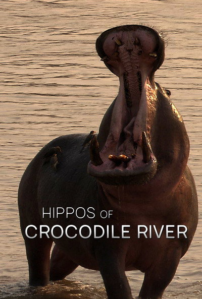 Póster de Hippos of Crocodile River