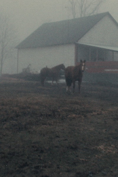 Póster de Horseflesh