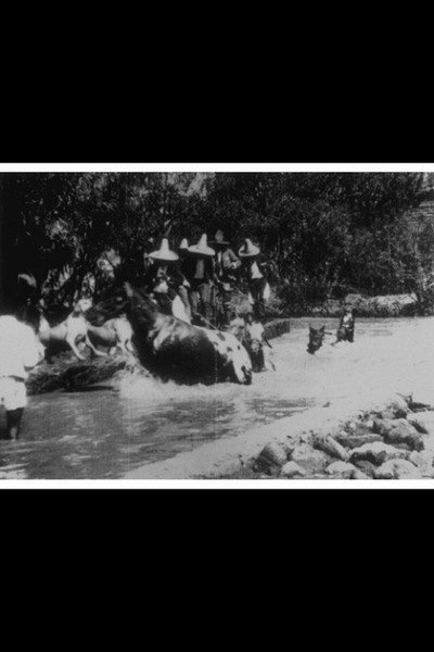 Póster de Horses Bathing