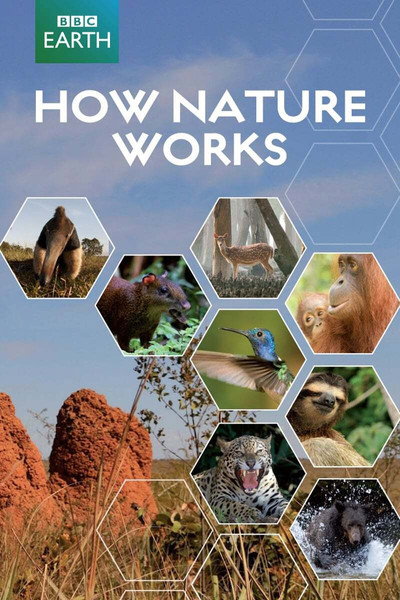 Póster de How Nature Works: Jungle