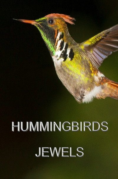 Póster de Hummingbirds Jewels