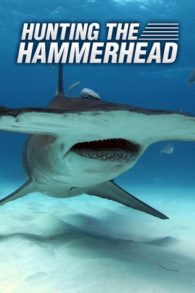 Póster de Hunting the Hammerhead