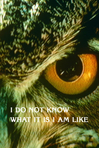 Póster de I Do Not Know What It Is I Am Like