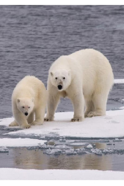 Póster de Ice Bear