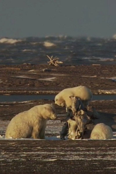 Póster de Ice Bears of the Beaufort
