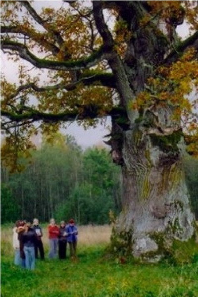 Póster de In the Shade of the Oak Tree
