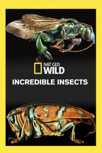 Póster de Incredible Bugs