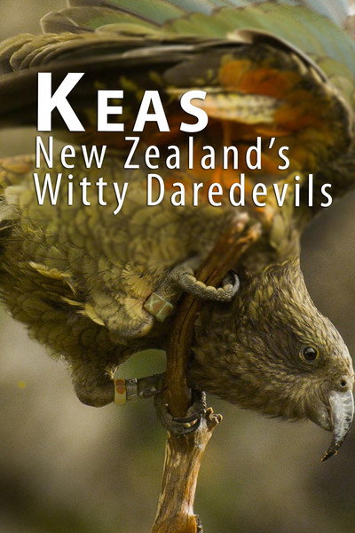 Póster de Keas: New Zealand's Witty Daredevils