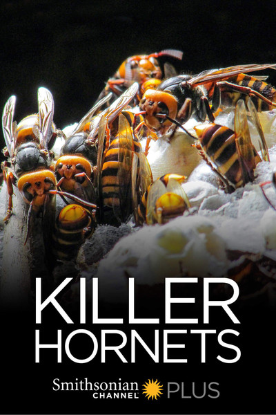 Póster de Killer Hornets