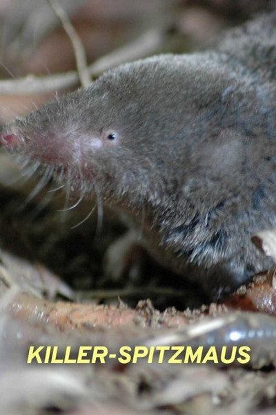 Póster de Killer Shrew