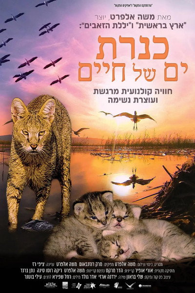 Póster de Kinneret: Sea of Life