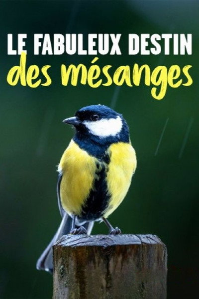 Póster de Kleine Meise ganz groß