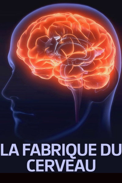 Póster de La fabrique du cerveau