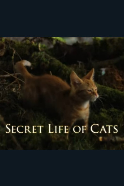Póster de La vida secreta de los gatos
