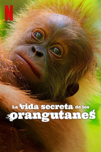 Póster de La vida secreta de los orangutanes