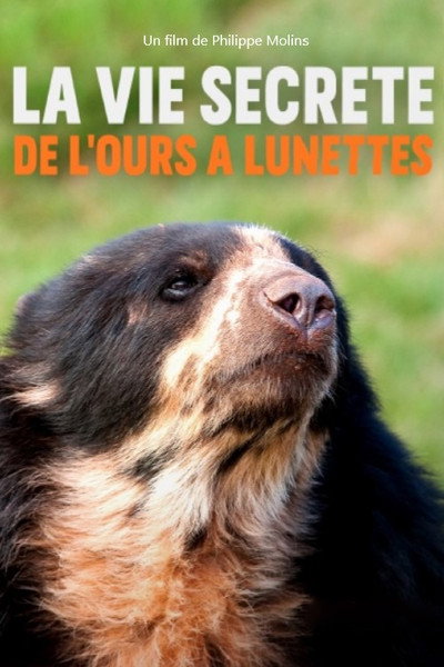 Póster de La Vie secrète de l'ours à lunettes