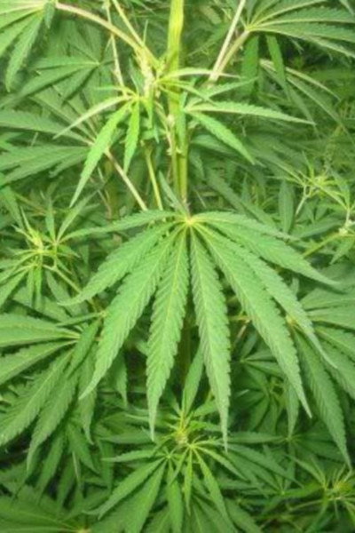 Póster de Le cannabis - Une plante entre le bien et le mal