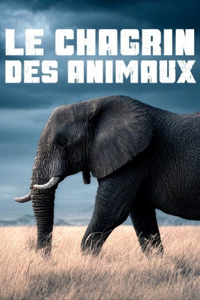 Póster de Le Chagrin Des Animaux: Mythe OU Réalité ?