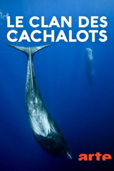 Póster de Le clan des cachalots