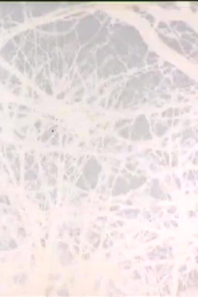 Póster de Leafless