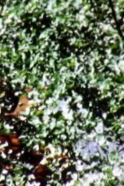Póster de Leaves