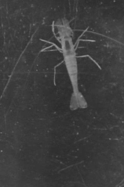 Póster de Les crabes