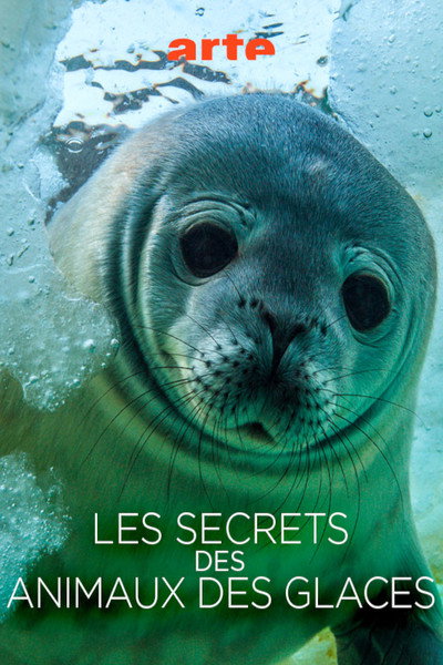 Póster de Les Secrets des animaux des glaces