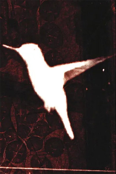 Póster de Lessons on Flight