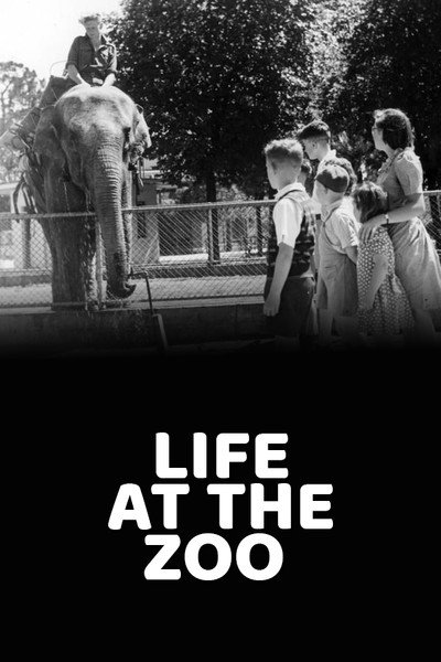 Póster de Life at the Zoo