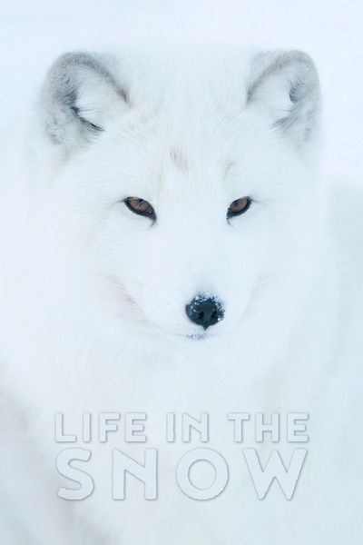 Póster de Life in the Snow