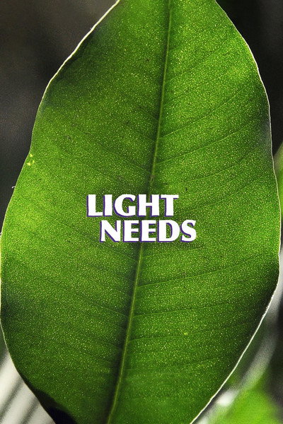 Póster de Light Needs