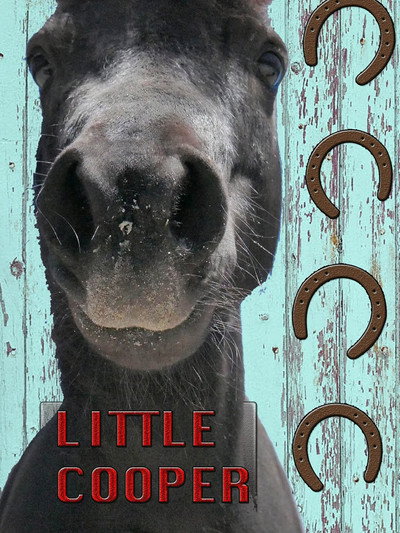 Póster de Little Cooper