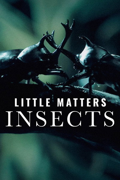 Póster de Little Matters: Insects