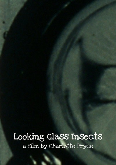 Póster de Looking Glass Insects