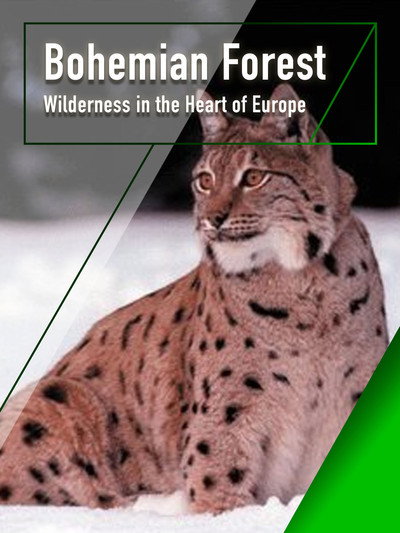 Póster de Los bosques de bohemia