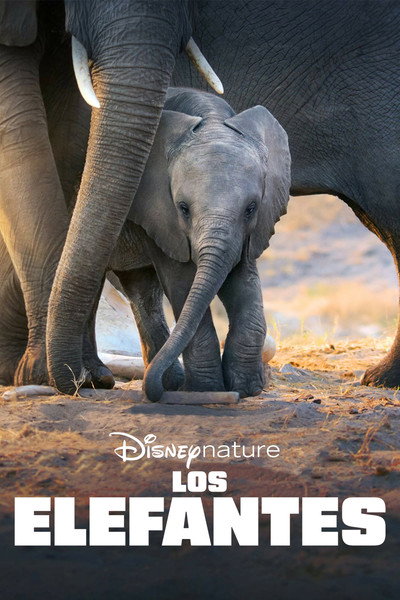 Póster de Los elefantes