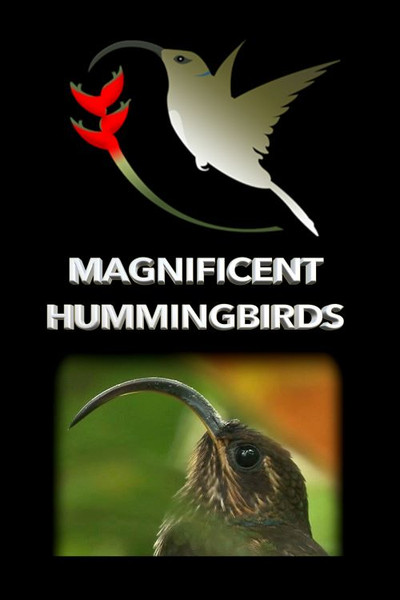 Póster de Magnificent Hummingbirds