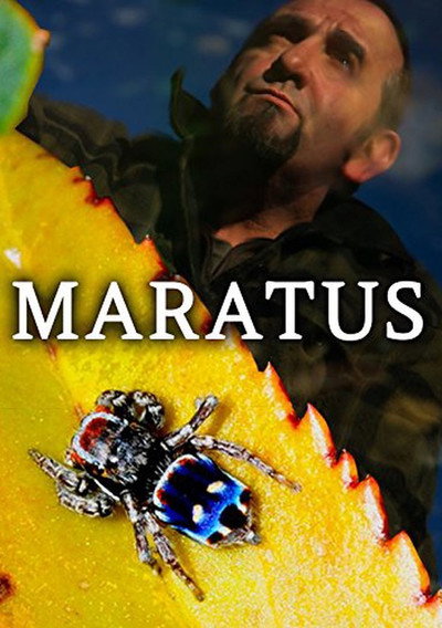 Póster de Maratus
